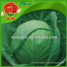 round shaped cabbage price of green cabbage
